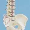 Colonna vertebrale, dettaglio