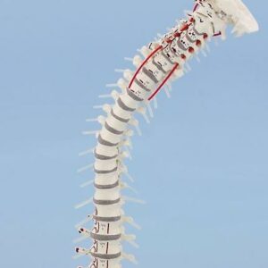 Colonna vertebrale, dettaglio