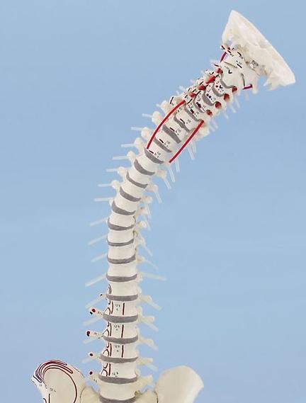 Colonna vertebrale, dettaglio