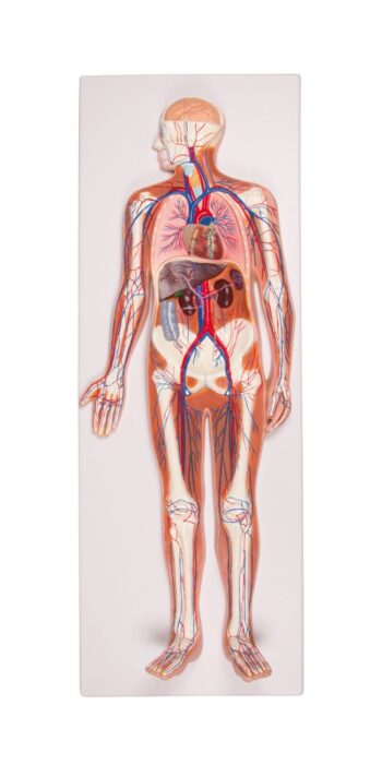 Modello in rilievo del sistema circolatorio