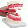 Modello igiene orale fornito completo di spazzolino da denti