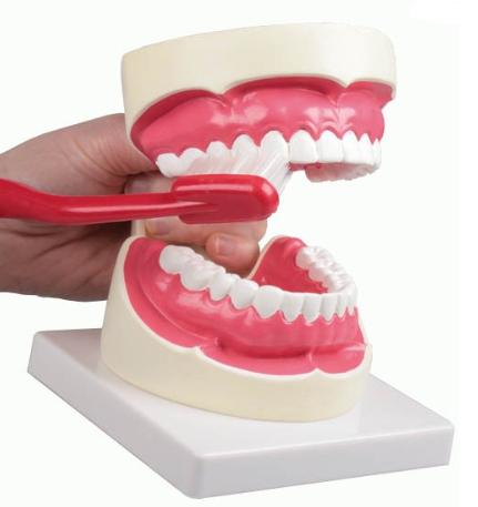 Modello igiene orale fornito completo di spazzolino da denti