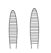 Dettaglio pinza Pean emostatica retta