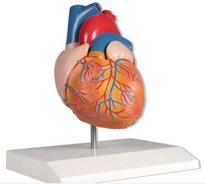 Cardiologia